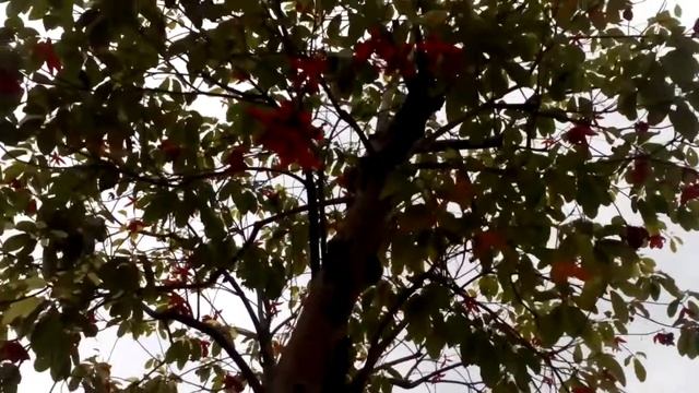 CÂY HOA SAO смотреть онлайн
