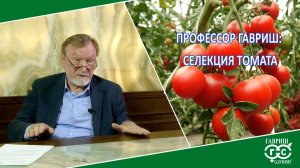 ГАВРИШ: СЕЛЕКЦИЯ ТОМАТА