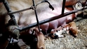 Частый вопрос ЧТО ДЕЛАТЬ ЕСЛИ СВИНОМАТКА ОТКАЗЫВАЕТСЯ КОРМИТЬ ПОРОСЯТ после опороса 🤔🤔🤔