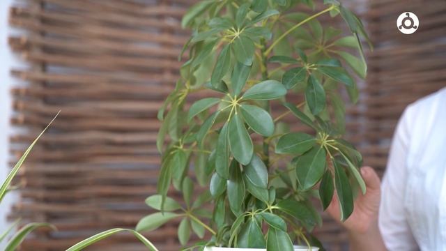 Шеффлера - уход в домашних условиях