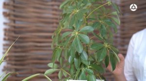 Шеффлера - уход в домашних условиях