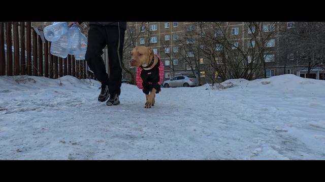 Погуляли с Питбультерьером Вегой и дела сделали😊 смотреть онлайн
