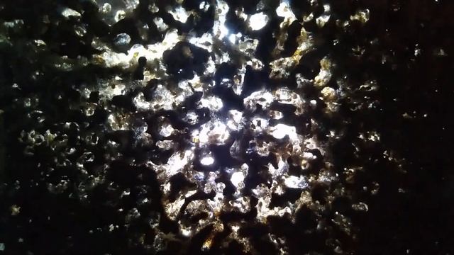 Lasius brunneus inside nest смотреть онлайн