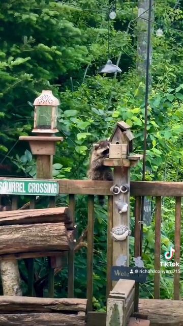 Cuteness Overload. Peanut Butter Club смотреть онлайн