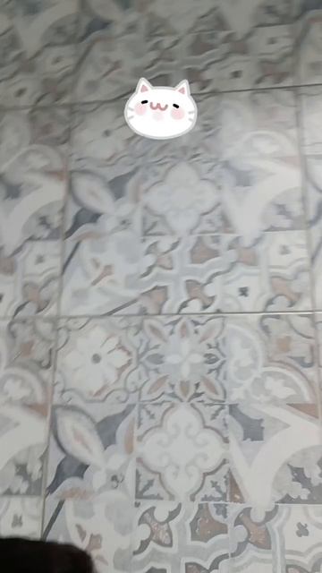 КОШКИ - МЫШКИ! 25.03.2025г.