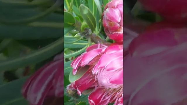 As minhas proteas maravilhososas estão a florir no seu auge espetacular! смотреть онлайн