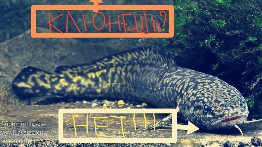 Поймаем троф налима? Байкал