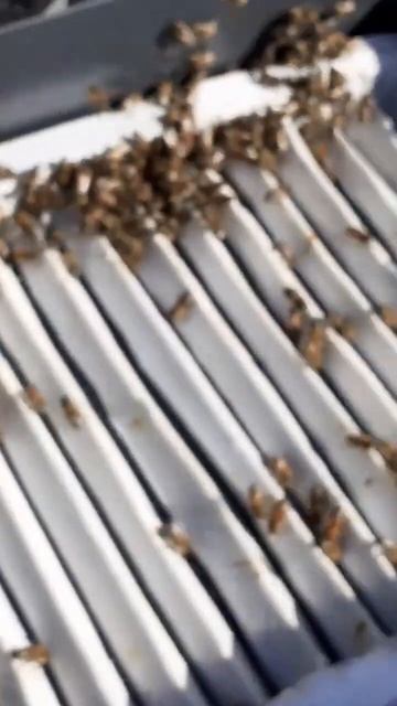 добрая пасека смотреть онлайн