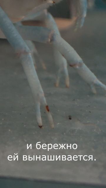 #shorts Как появляются детки у австралийского красноклешневого рака? Перед вами многодетная мать) смотреть онлайн