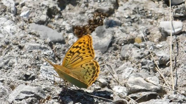 argynnis pandora male 1 - butterflies of Greece смотреть онлайн