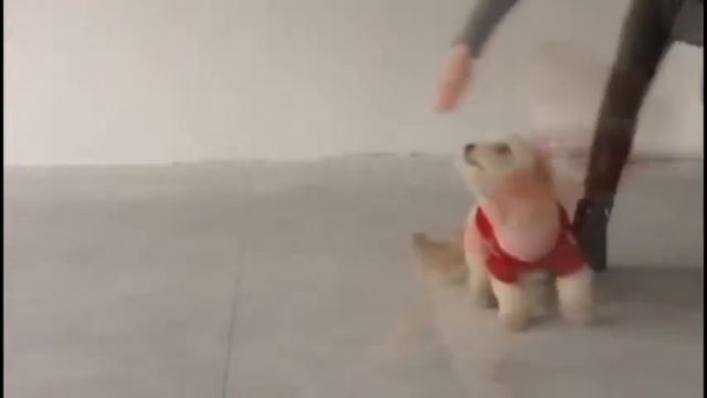 Груша в костюмчике от интернет-магазина Happy Paw смотреть онлайн