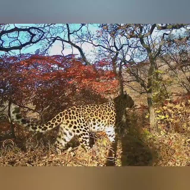 Самка лео КРАСАВИЦА