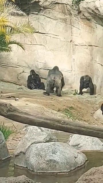 family #lazoo #shorts #gorillas смотреть онлайн