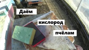 Насыщение кислородом пчелиной семьи.