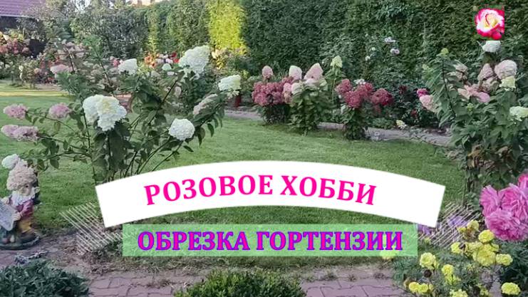 ВЕСЕННЯЯ ОБРЕЗКА МЕТЕЛЬЧАТОЙ ГОРТЕНЗИИ смотреть онлайн