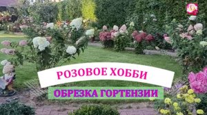 ВЕСЕННЯЯ ОБРЕЗКА МЕТЕЛЬЧАТОЙ ГОРТЕНЗИИ