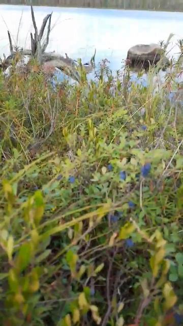 ЯГОД В КАРЕЛИИ СТОЛЬКО !!! - ЧТО С ГОЛОДУ НЕ ПОМРЕШЬ. смотреть онлайн