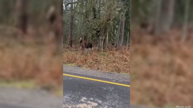 Весенние равноденствие 2025 и мир животных КО смотреть онлайн