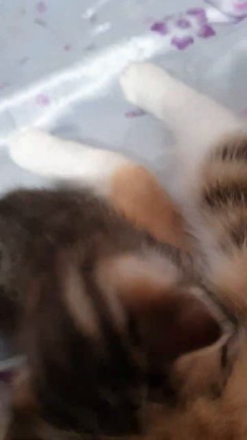 #Shorts #Ежедневник котенка Очень вкусное молочко у мамы #Kitten's diary Delicious milk from mom смотреть онлайн