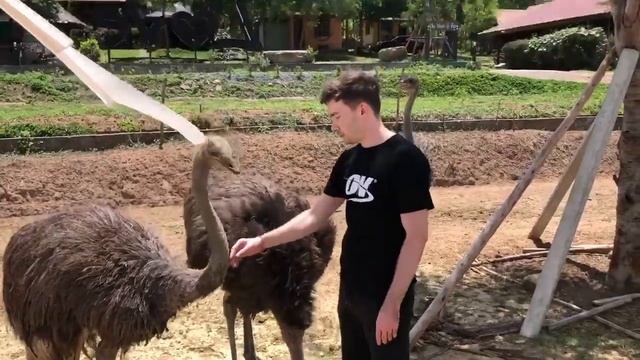 Страусы епта смотреть онлайн