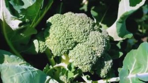 Особенности выращивания брокколи и цветной капусты