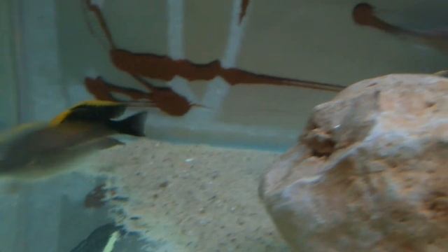Aulonocara maylandi Eccles Reef смотреть онлайн