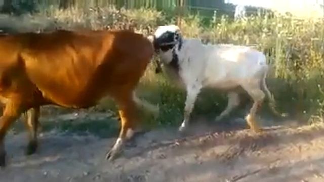 MALE COW try to fuck FEMALE COW [ FUNNY VIDEO ] смотреть онлайн