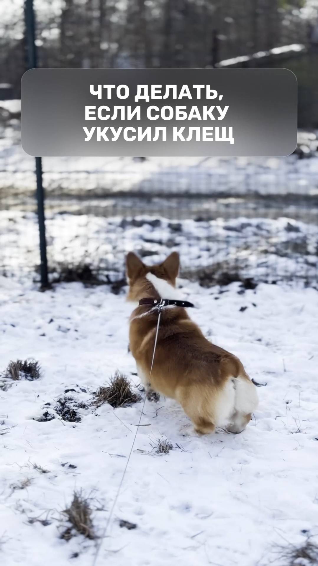 AVZ. Дайджест о здоровье животных