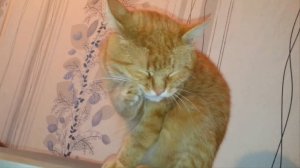 Рыжая морда