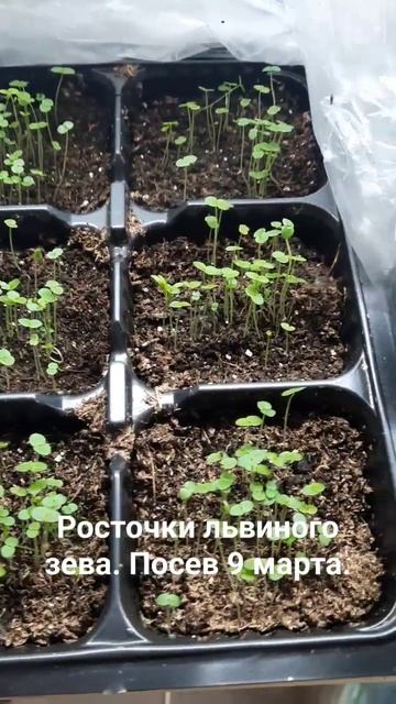 всходы львиного зева. #shortvideo#shorts#львиныйзев#цветы#цветынадаче#сад#всходы смотреть онлайн