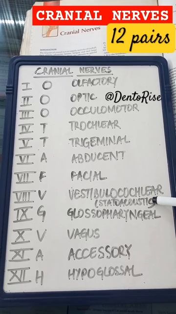 Cranial Nerves | Human Anatomy | #dentistry #shorts #youtubeshorts смотреть онлайн