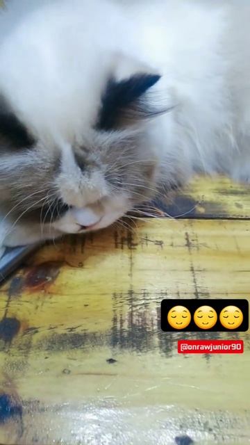 hmmmp😌#shorts #video #fyp #viralvideo #funnyvideo #funny #duniakucinglucu #cat #kucingkucinglucu смотреть онлайн