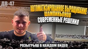 КАК ПРОДАТЬ ВСЕ ЭТИ ГРИБЫ? | ОГРОМНЫЙ УРОЖАЙ | ДВ47