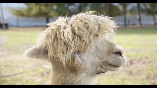 Alpaca Hair Style смотреть онлайн