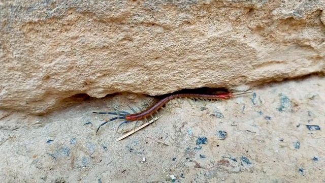 Scolopendra alternans One with a hundred legs Insects смотреть онлайн