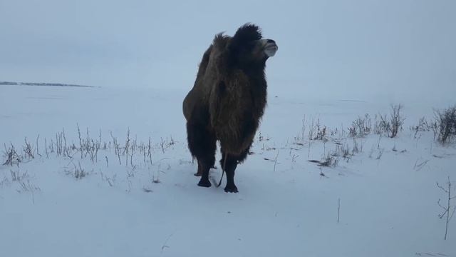 Нежданчик в поле зимой смотреть онлайн