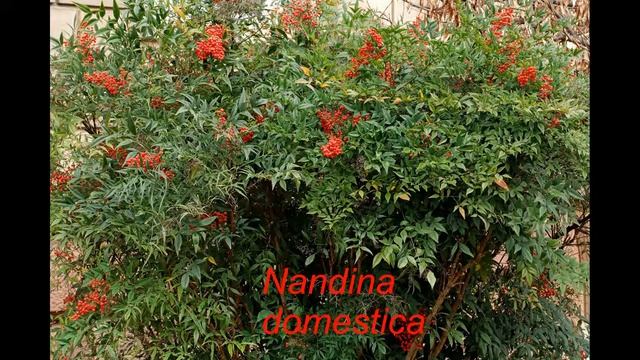 Nandina domestica Heavenly Bamboo Kills Birds смотреть онлайн