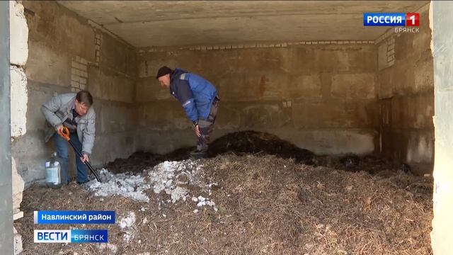 Брянские лесничества начали применять новые технологии для восстановления хвойных насаждений