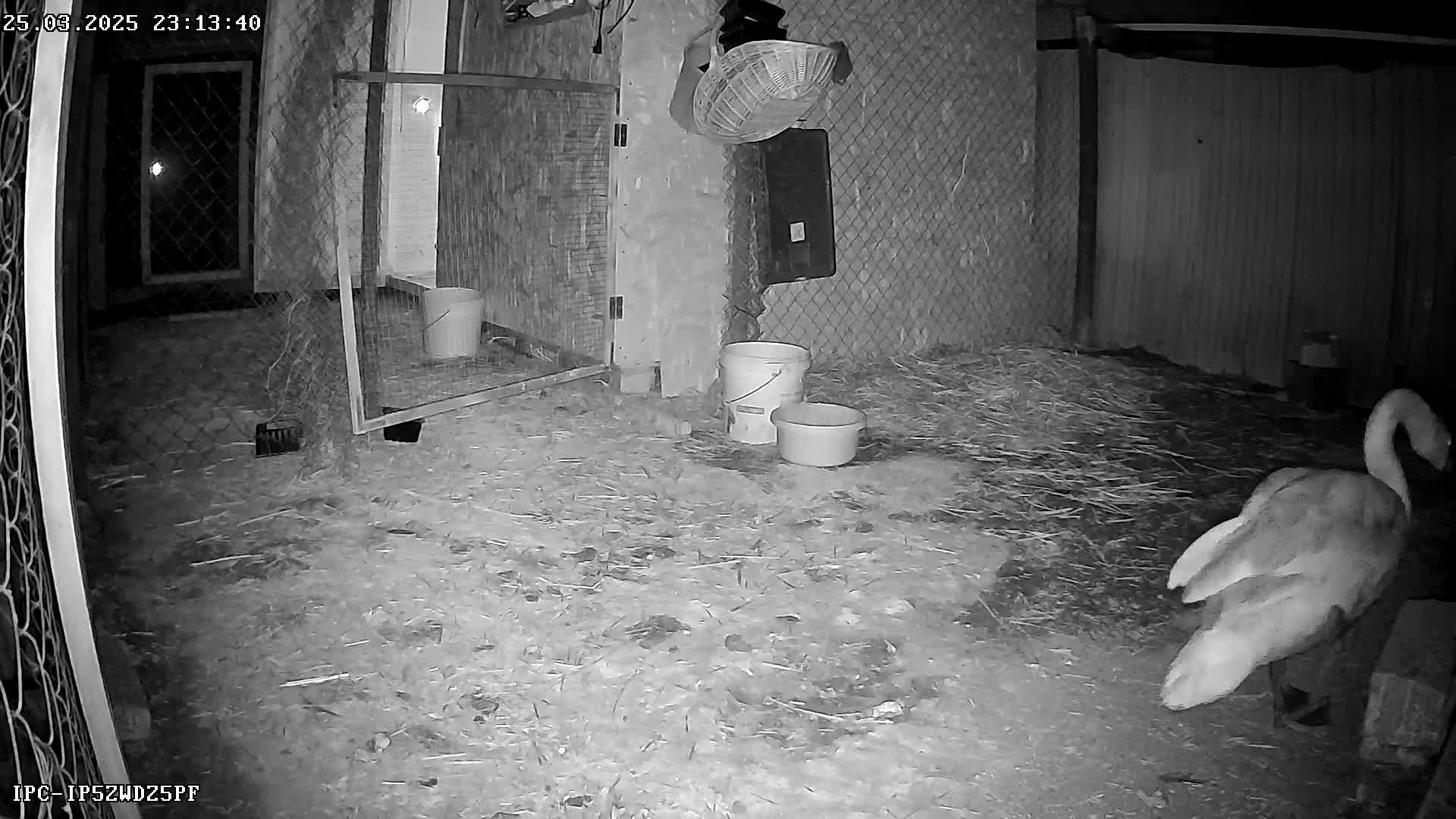 🔴LIVE🔴 Брестский аист, Вольер