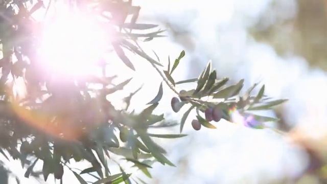 Ночью в доме одинокой бабушки раздался стук. Она открыла дверь, а утром вся деревня ахнула смотреть онлайн