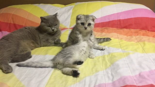 2 котёнка и мама