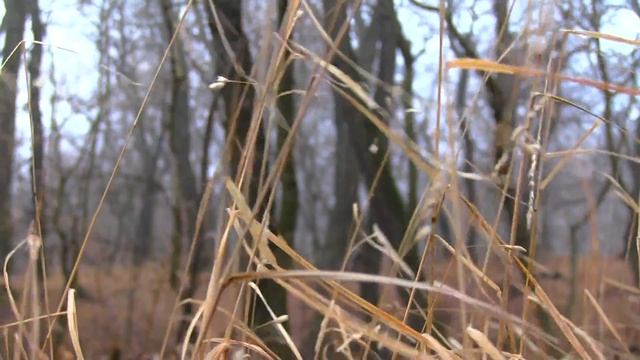 сухая трава на фоне леса смотреть онлайн