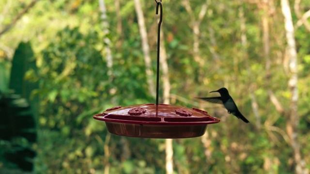 SMALLEST ANIMALS смотреть онлайн