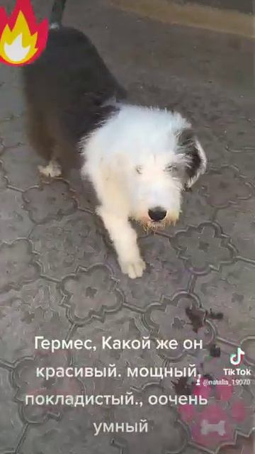 VID 20220816 WA0004 Наш Гермес ждет своих маму и папу ! смотреть онлайн