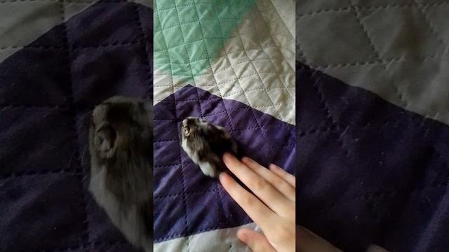 Хомячок кусачка часть  4


Хомячок кусачка часть 4