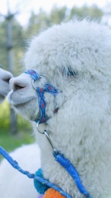 ALPACA | VICUGNA PACOS | CLICK PLANETA TERRA | #SHORTS смотреть онлайн