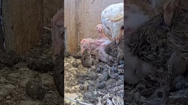 #shorts : Wow! Tiny barn owl nestling swallows rodent whole смотреть онлайн