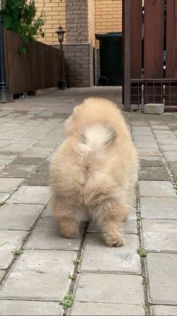 Back dog | funny dogs #Pets #Cat and Dog #Shorts смотреть онлайн