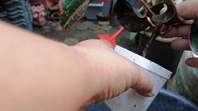 Thailand Crotons plant propagation and careguide смотреть онлайн