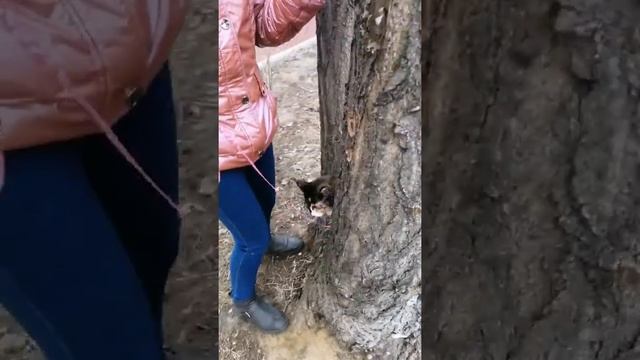 Кошка на поводке на дереве смотреть онлайн